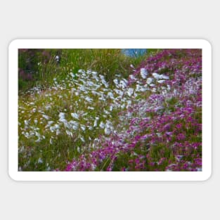 Moorland Cotton grass (Eriophorum) Sticker